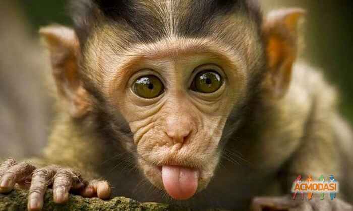 Евангелина Петровна Онидук фото №1195306. Завантажено 26 Лютого 2018