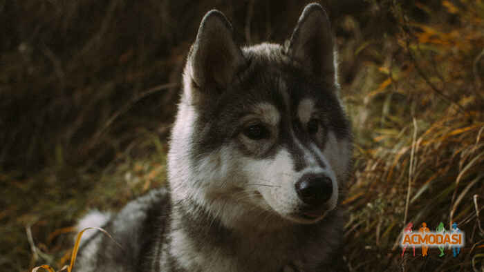 Натали  Цветковская фото №1155862. Завантажено 23 Грудня 2017