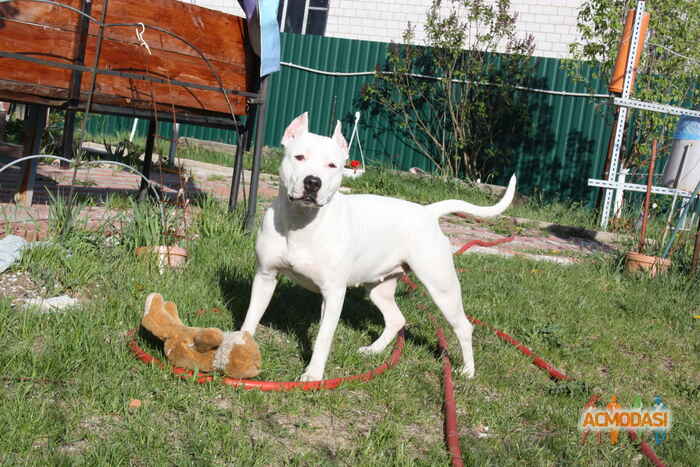 Дмитро Андрійович Домашен фото №988572. Завантажено 22 Листопада 2016