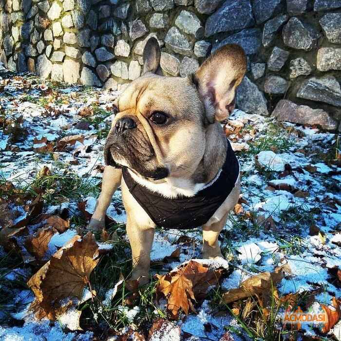 Enar Edgard Wilton Harland фото №1014679. Завантажено 01 Лютого 2017