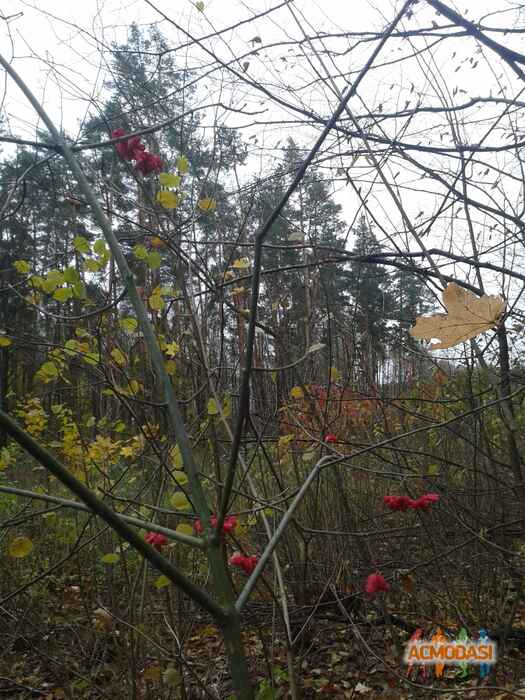 Olga   фото №1132082. Завантажено 07 Листопада 2017