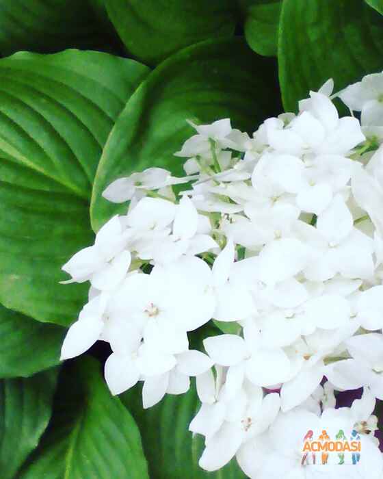 Жаліла Хатем Абу Слаєх фото №1079277. Завантажено 15 Липня 2017