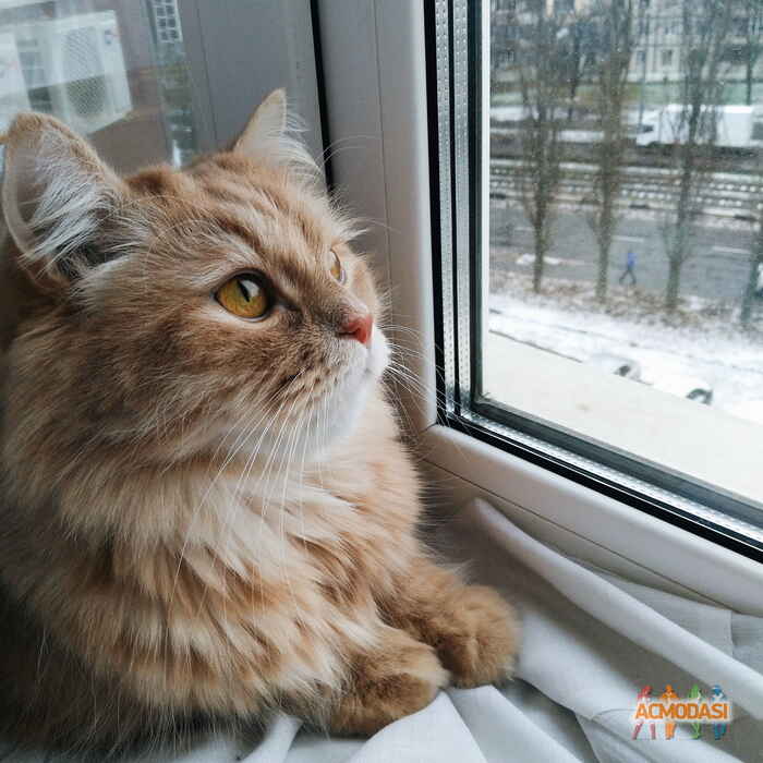 Ольга   фото №1150828. Завантажено 10 Грудня 2017