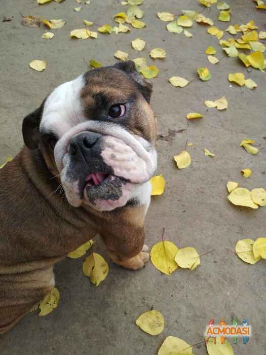 Елена Александровна Михайлова фото №1154937. Завантажено 20 Грудня 2017