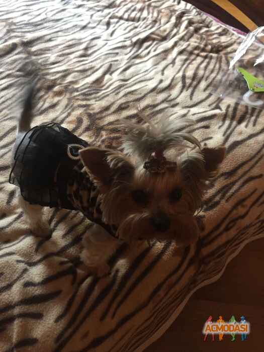 Наталія Семенівна Назар фото №1466699. Завантажено 27 Жовтня 2019