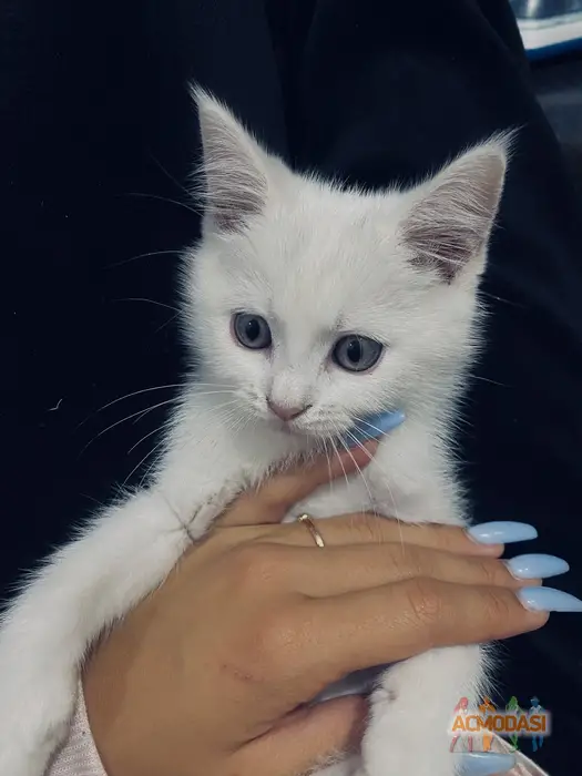 Рокі   фото №1752464. Завантажено 02 Лютого 2026