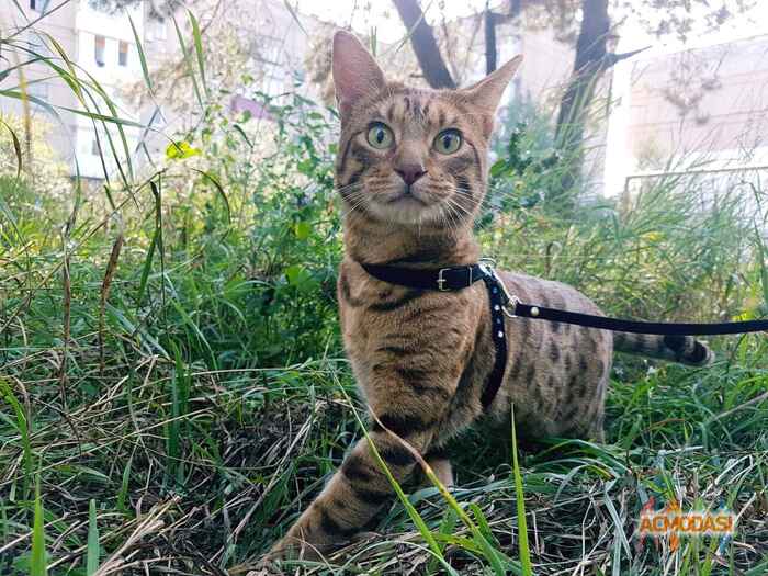 Гарфилд Дмитриевич  фото №1396689. Завантажено 06 Травня 2019