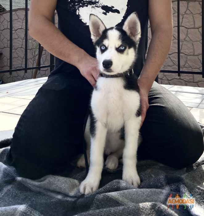 Аренда Щенка Хаски фото №1530139. Завантажено 16 Травня 2020