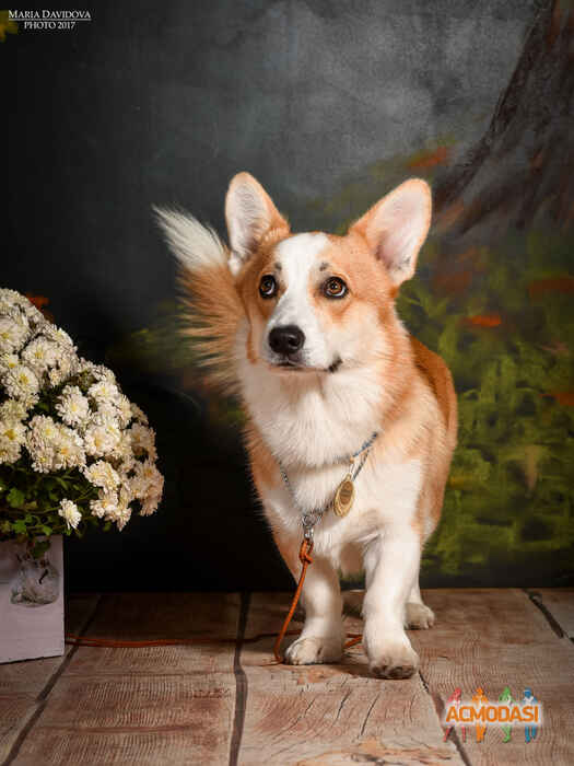 Віллі Борисович Гельфанд фото №1132200. Завантажено 07 Листопада 2017