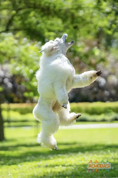 собака королівський пудель Собака Модель фото №1747888. Завантажено 26 Вересня 2025