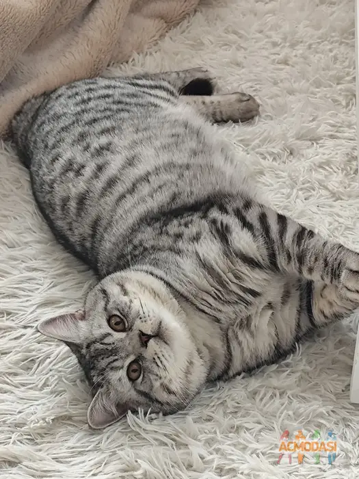 Лео Scottish Straight  фото №1750452. Завантажено 10 Грудня 2025