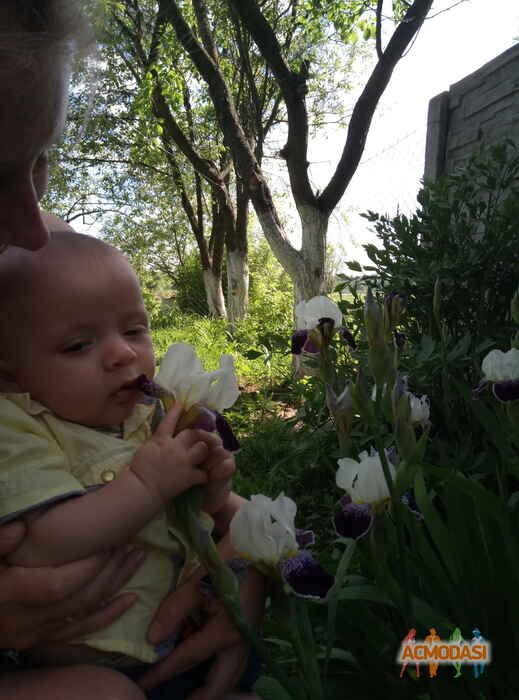 Ярослав   фото №1059734. Завантажено 29 Травня 2017