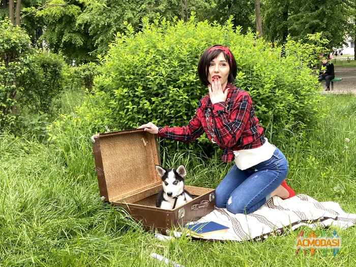 Аренда Щенка Хаски фото №1530142. Завантажено 16 Травня 2020