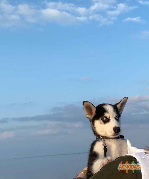 Аренда Щенка Хаски фото №1530140. Завантажено 16 Травня 2020