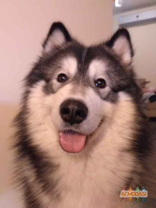 Вікторія   фото №1026086. Завантажено 27 Лютого 2017