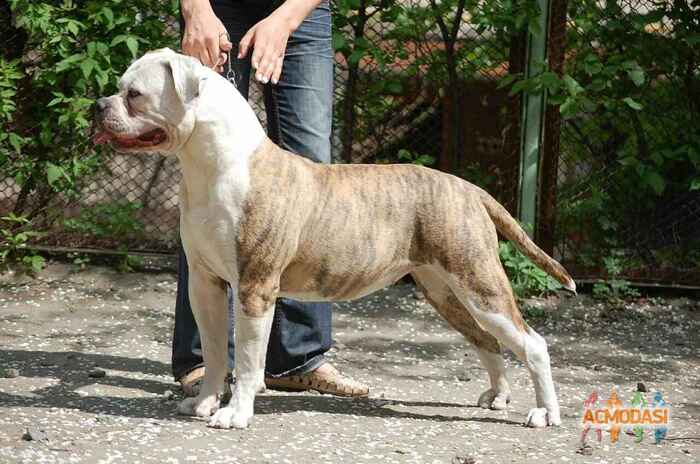 Фанта  Фейритейл фото №1049950. Завантажено 03 Травня 2017