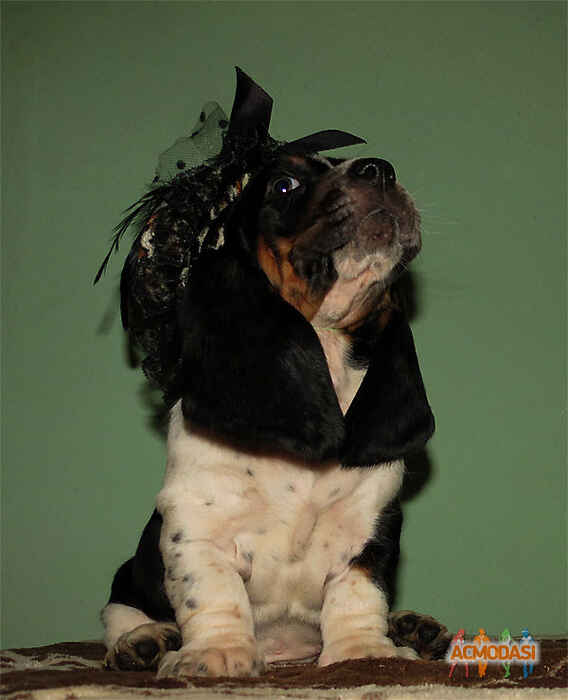 Kitty Doggy Models фото №1115186. Завантажено 09 Жовтня 2017