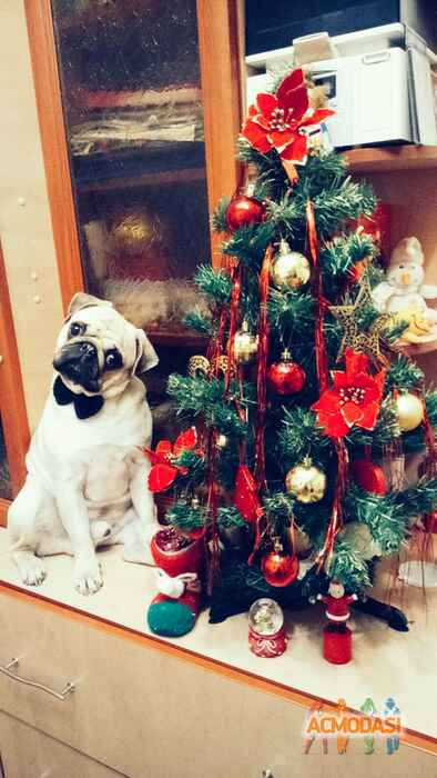 Ольга Леонидовна Азарова фото №1035338. Завантажено 23 Березня 2017