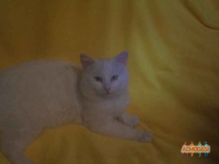 Динис  Александрович фото №523676. Завантажено 02 Листопада 2013