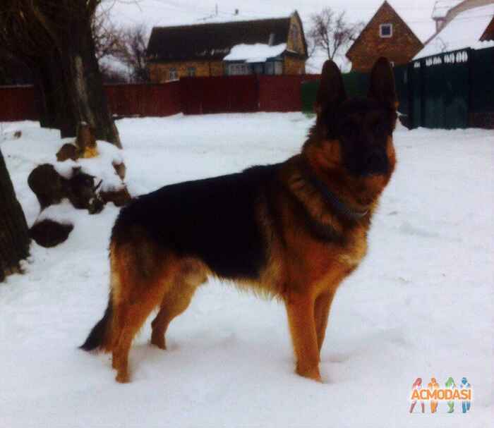 Антон Юрійович Шпиця фото №1085886. Завантажено 01 Серпня 2017