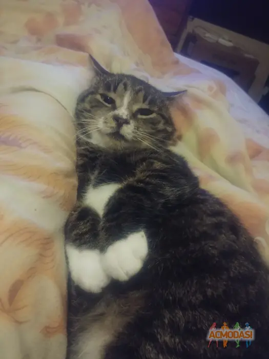 Public  Enemy фото №1745039. Завантажено 13 Липня 2025