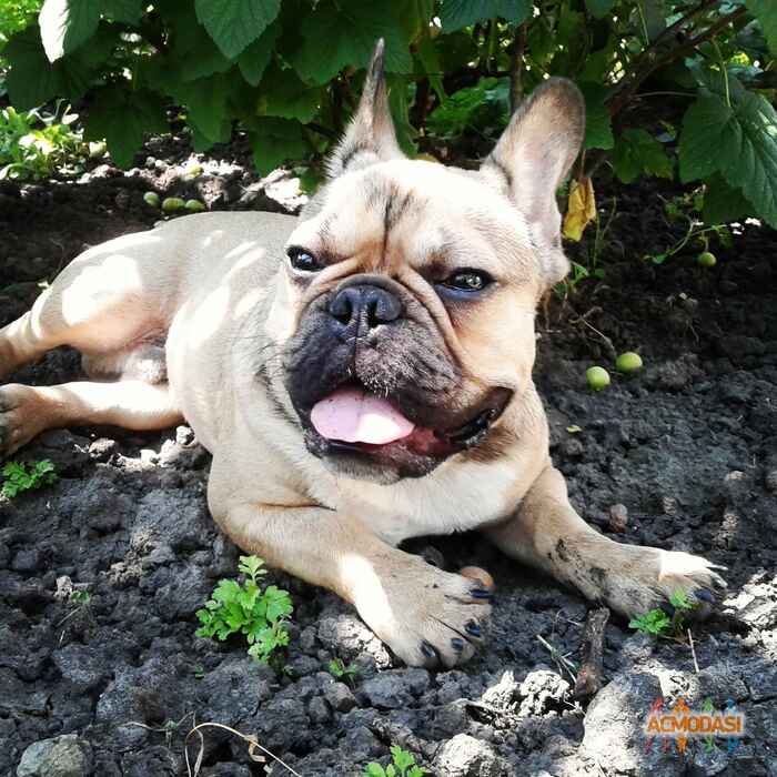 Enar Edgard Wilton Harland фото №1014682. Завантажено 01 Лютого 2017