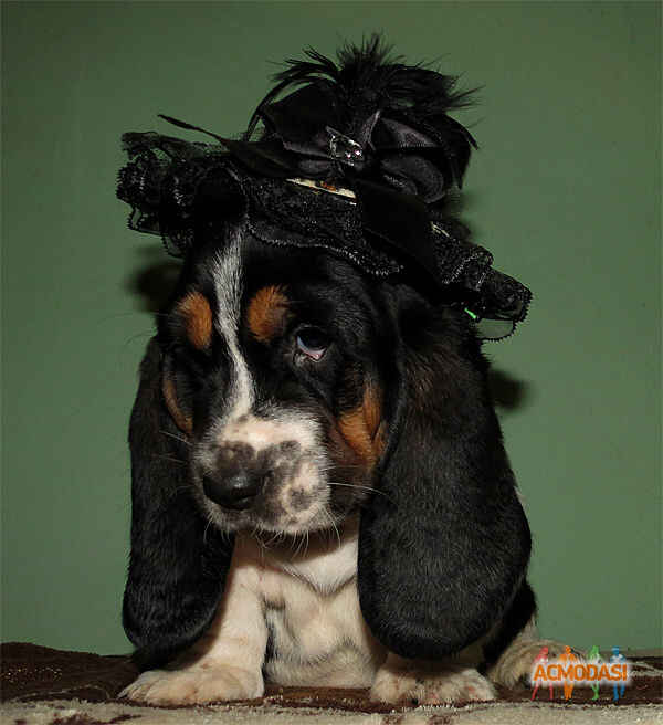 Kitty Doggy Models фото №1115187. Завантажено 09 Жовтня 2017