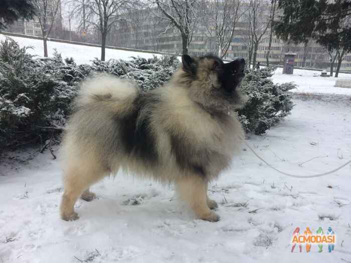 Алина Витальевна Котюк фото №1026098. Завантажено 27 Лютого 2017