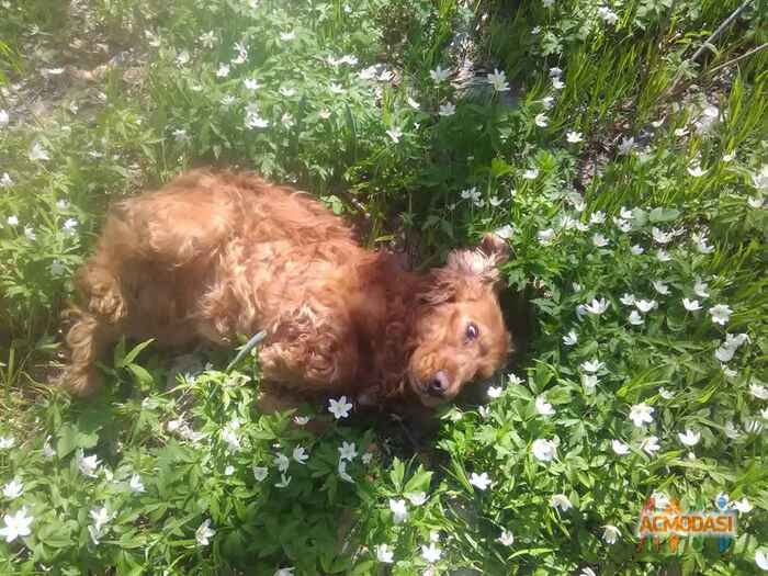 Татьяна  Романенко фото №1047533. Завантажено 26 Квітня 2017