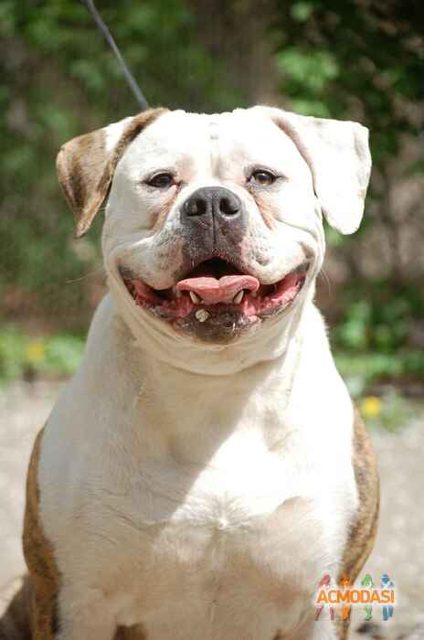 Фанта  Фейритейл фото №1049948. Завантажено 03 Травня 2017