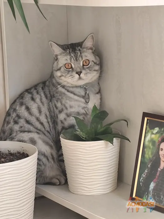 Лео Scottish Straight  фото №1750450. Завантажено 10 Грудня 2025