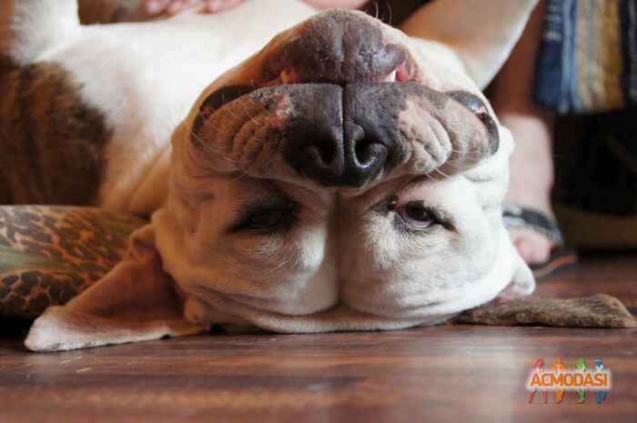 Фанта  Фейритейл фото №1049947. Завантажено 03 Травня 2017