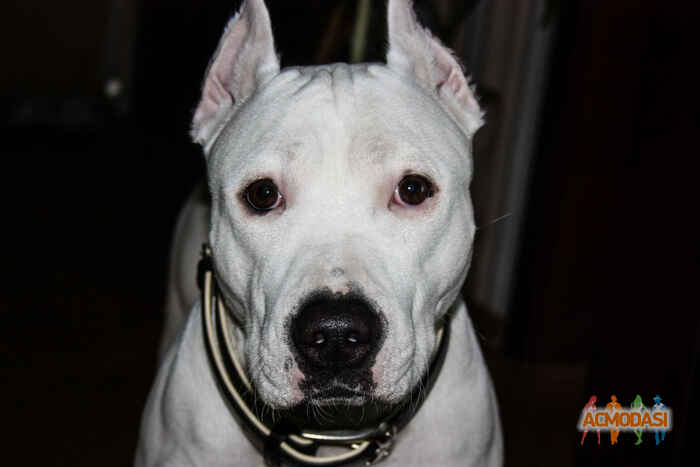 Дмитро Андрійович Домашен фото №988562. Завантажено 22 Листопада 2016