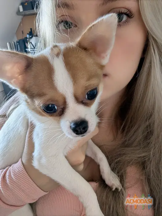 amina   фото №1748729. Завантажено 20 Жовтня 2025