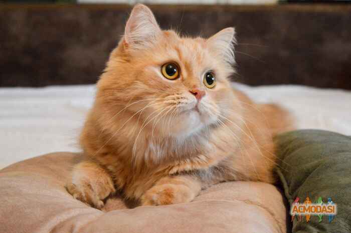 Ольга   фото №1150826. Завантажено 10 Грудня 2017