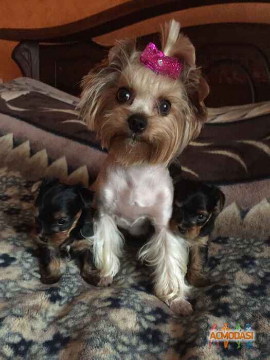 Наталія Семенівна Назар фото №1466700. Завантажено 27 Жовтня 2019