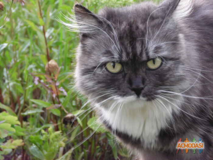 afanasia  lololivna фото №1100904. Завантажено 06 Вересня 2017