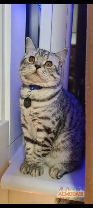 Лео Scottish Straight  фото №1750449. Завантажено 10 Грудня 2025