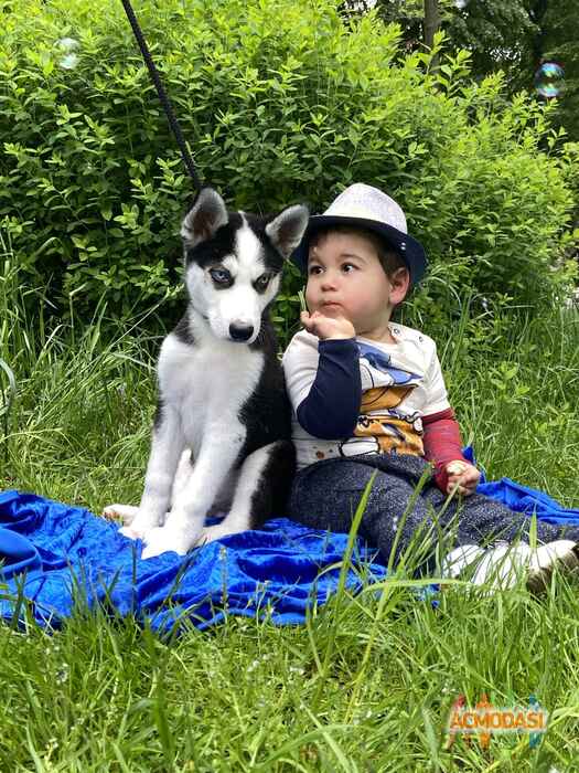 Аренда Щенка Хаски фото №1530143. Завантажено 16 Травня 2020