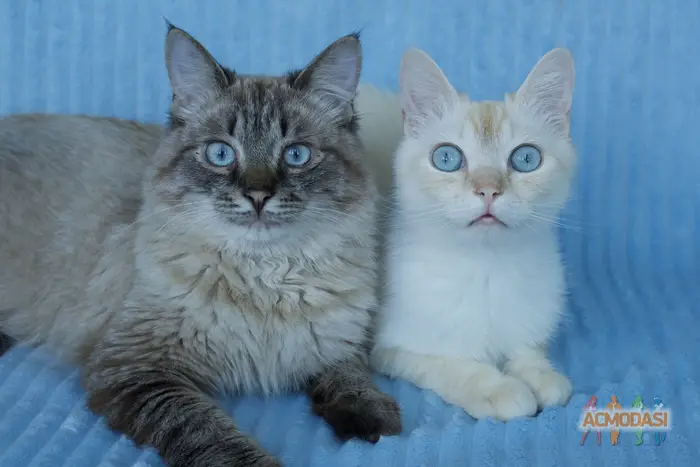 yuchmeow   фото №1748331. Завантажено 09 Жовтня 2025