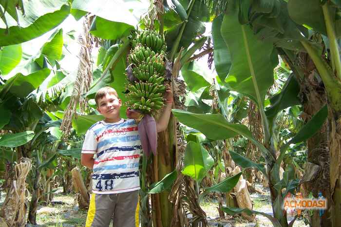 Олександр Броніславович Дубина фото №126306. Завантажено 06 Січня 2012