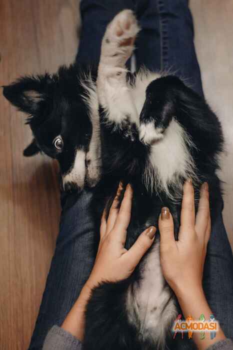 Мария  Батченко фото №1159562. Завантажено 03 Січня 2018