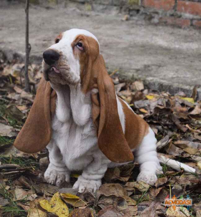 Kitty Doggy Models фото №1115188. Завантажено 09 Жовтня 2017