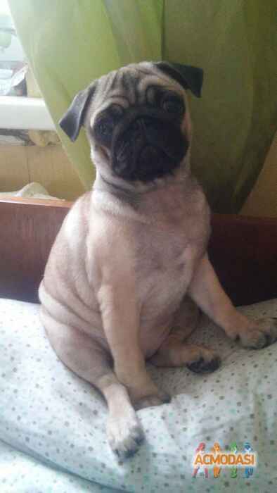 ксения Сергеевна шевцова фото №1107990. Завантажено 23 Вересня 2017