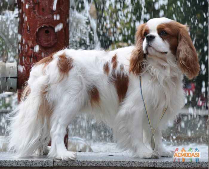 Лариса Адольфівна Нікіфорова фото №1080156. Завантажено 18 Липня 2017