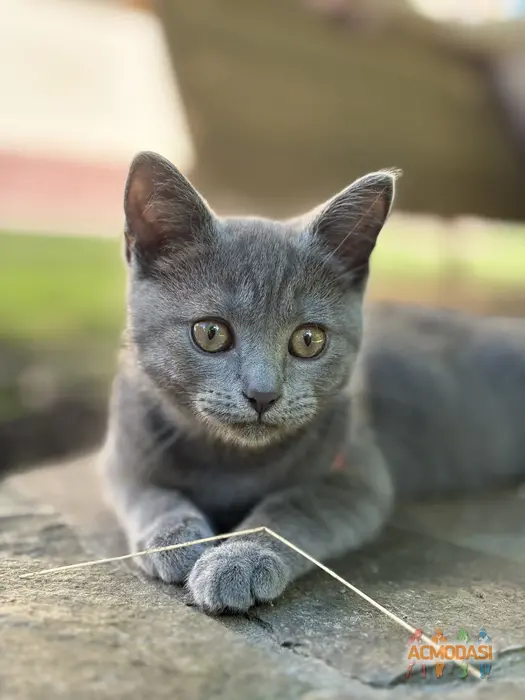 Катерина  Лігінова фото №1745832. Завантажено 04 Серпня 2025