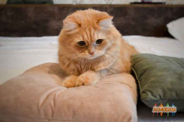 Ольга   фото №1150827. Завантажено 10 Грудня 2017