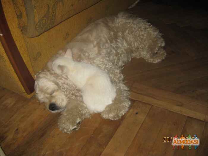 оксана игоревна третяк фото №1031834. Завантажено 15 Березня 2017