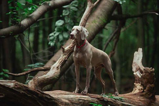 Фото Веймаранер BestБлік для фотосесії