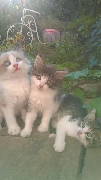 Фото Трое котят мушкитеров